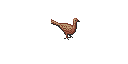 Pheasant