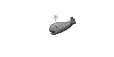 Whales
