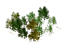 Forests
